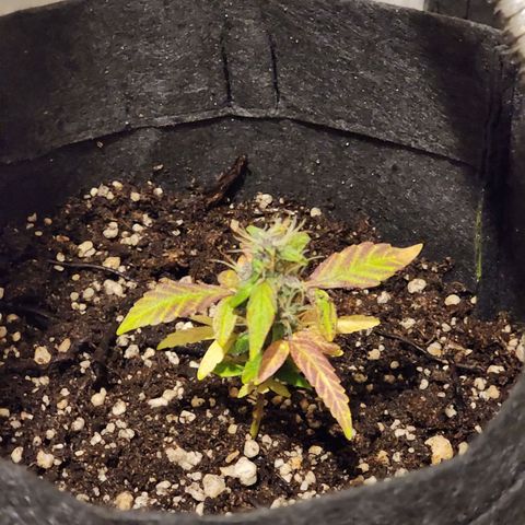 OG Kush Auto growlog timeline photo