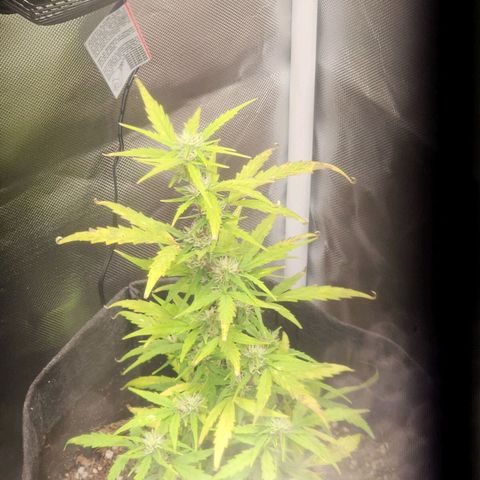 Girl Scout Cookies Auto growlog timeline photo