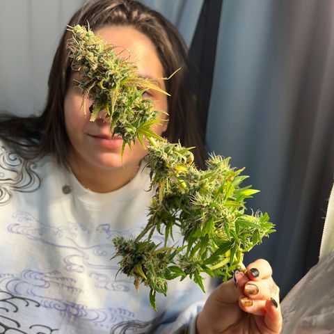 Sour Diesel Auto growlog timeline photo