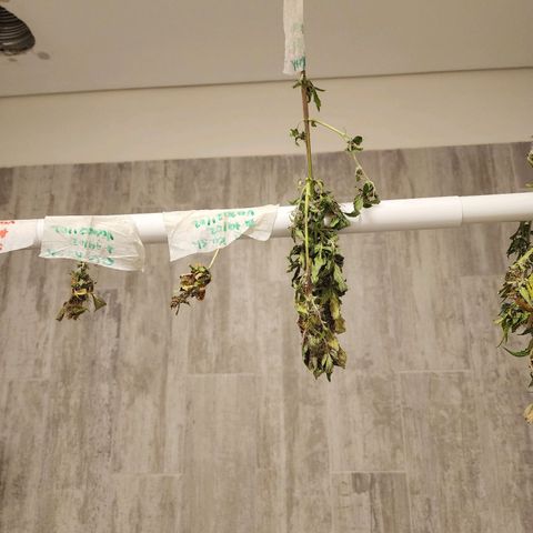 OG Kush Auto growlog timeline photo