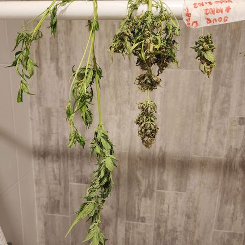 Sour Diesel Auto growlog timeline photo