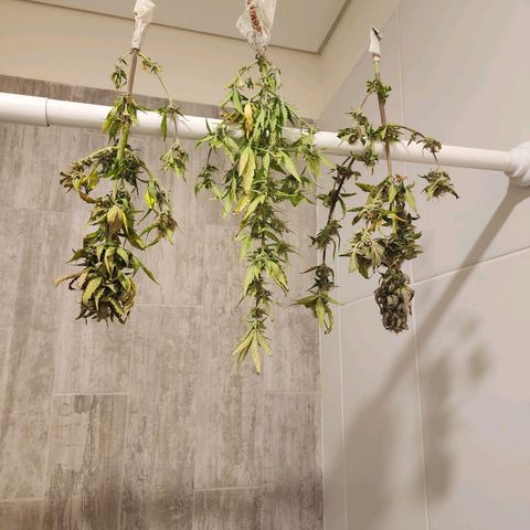 Girl Scout Cookies Auto growlog timeline photo