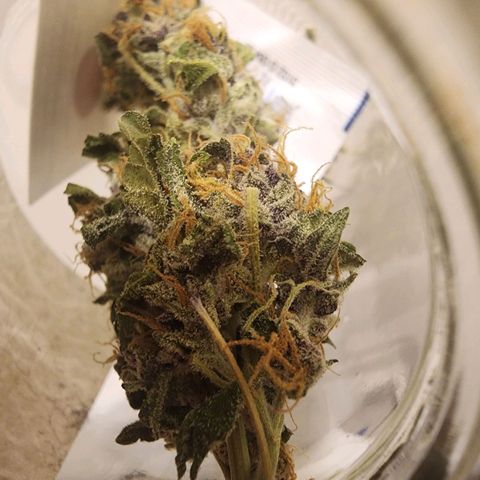 OG Kush Auto growlog timeline photo