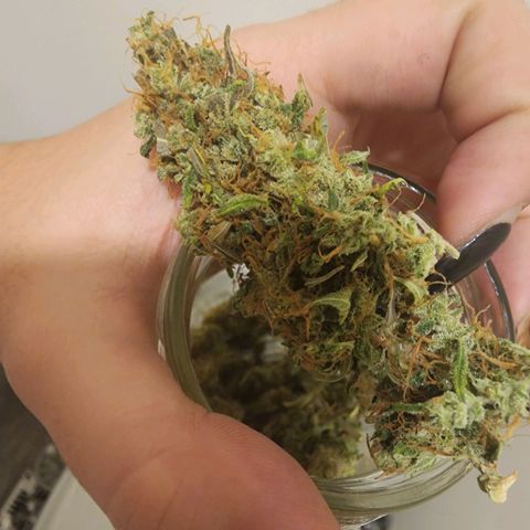 Sour Diesel Auto growlog timeline photo