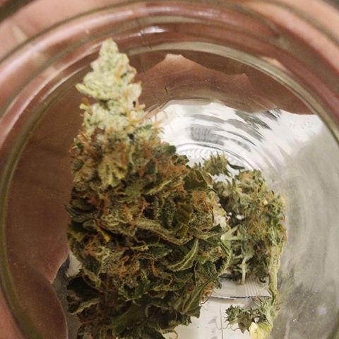 Girl Scout Cookies Auto growlog timeline photo