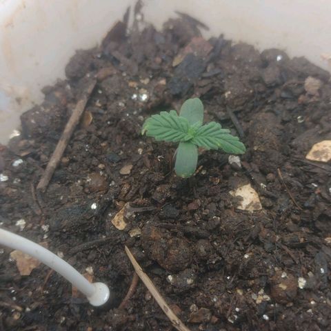 DomiNigg4 growlog timeline photo