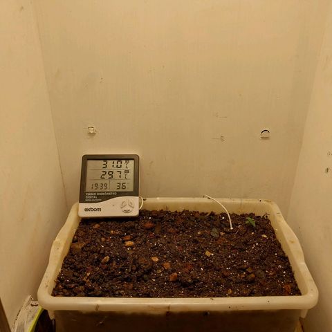 DomiNigg4 growlog timeline photo