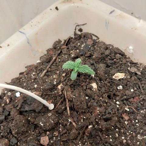 DomiNigg4 growlog timeline photo