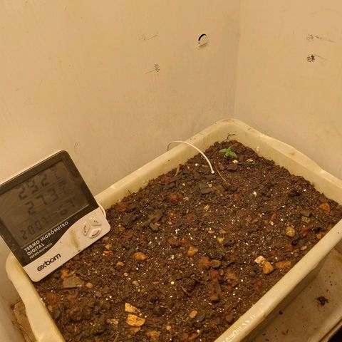 DomiNigg4 growlog timeline photo