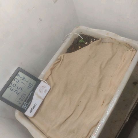 DomiNigg4 growlog photo: Feltro por cima da terra (tentativa de diminuir a evaporrizacao da rega)