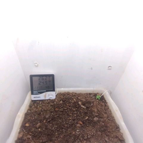 DomiNigg4 growlog timeline photo