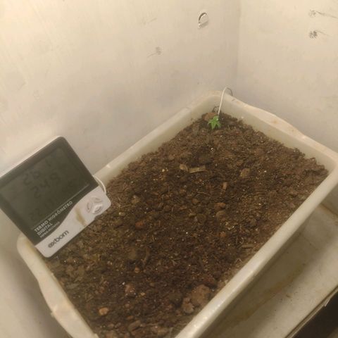 DomiNigg4 growlog timeline photo