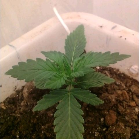 DomiNigg4 growlog photo: Semana sem nutrição completa, planta ficou uns dias sem grande evolução. Hoje voltei a regar com nutrição Fase1 diluído em 2L sendo 2L equivalente as 4 regas semanais