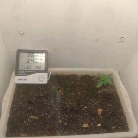 DomiNigg4 growlog photo: Semana sem nutrição completa, planta ficou uns dias sem grande evolução. Hoje voltei a regar com nutrição Fase1 diluído em 2L sendo 2L equivalente as 4 regas semanais