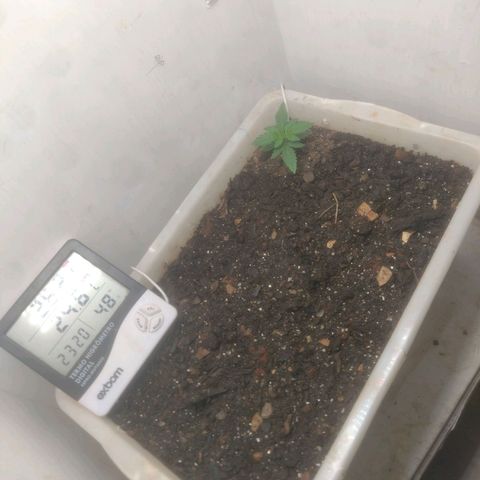 DomiNigg4 growlog photo: Semana sem nutrição completa, planta ficou uns dias sem grande evolução. Hoje voltei a regar com nutrição Fase1 diluído em 2L sendo 2L equivalente as 4 regas semanais