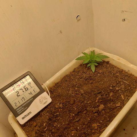 DomiNigg4 growlog photo: Foto para atualizacao. Solo permanece umido. Vou esperar ate amanha cedo para regar novamente. 
