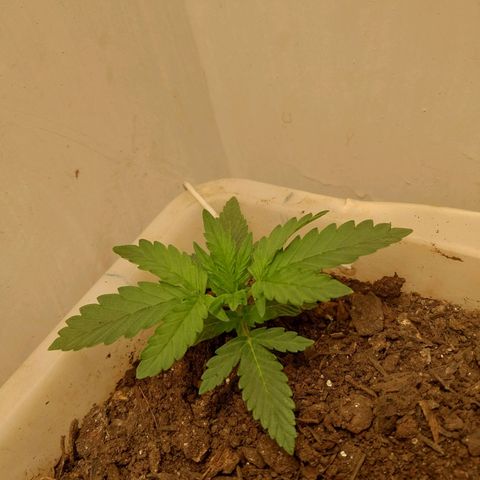 DomiNigg4 growlog photo: Foto para atualizacao. Solo permanece umido. Vou esperar ate amanha cedo para regar novamente. 