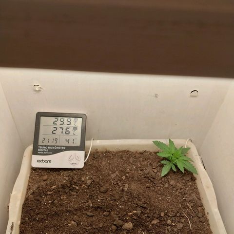 DomiNigg4 growlog photo: Foto para atualizacao. Solo permanece umido. Vou esperar ate amanha cedo para regar novamente. 