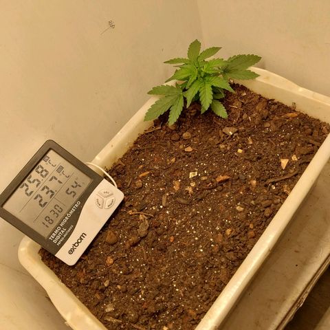 DomiNigg4 growlog timeline photo