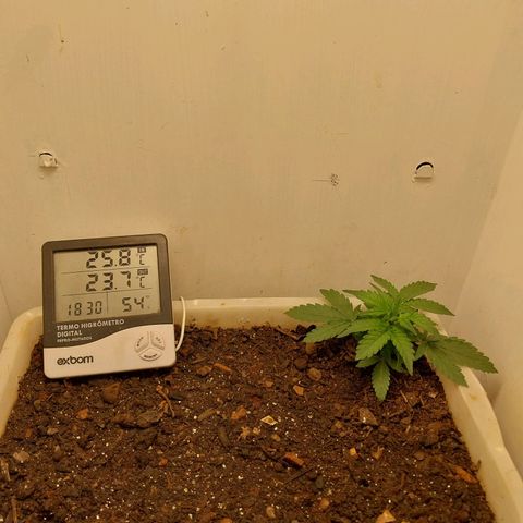 DomiNigg4 growlog timeline photo