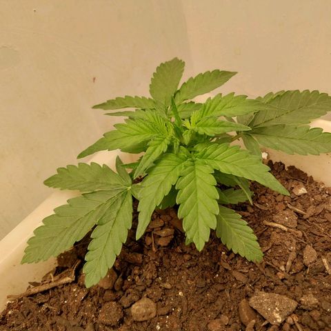 DomiNigg4 growlog timeline photo