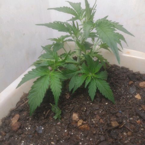 DomiNigg4 growlog photo: Podei folhas que estavam bloqueando a passagem de luz nos galhos inferiores 