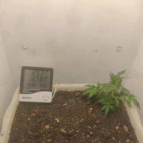 DomiNigg4 growlog photo: Podei folhas que estavam bloqueando a passagem de luz nos galhos inferiores 