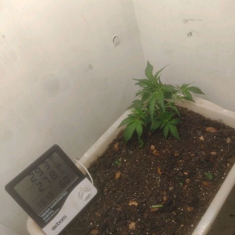 DomiNigg4 growlog photo: Podei folhas que estavam bloqueando a passagem de luz nos galhos inferiores 