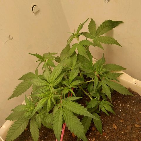 DomiNigg4 growlog timeline photo