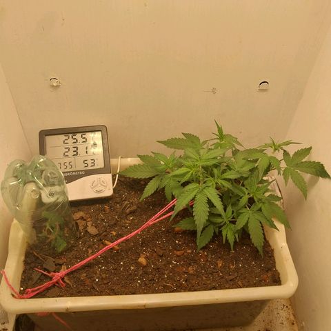 DomiNigg4 growlog timeline photo