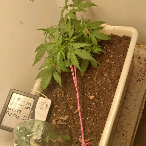 DomiNigg4 growlog timeline photo