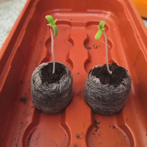 Auto White Widow #1 growlog timeline photo