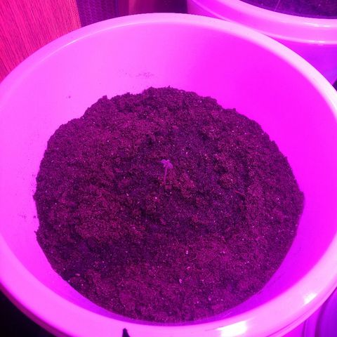 Auto White Widow #1 growlog timeline photo