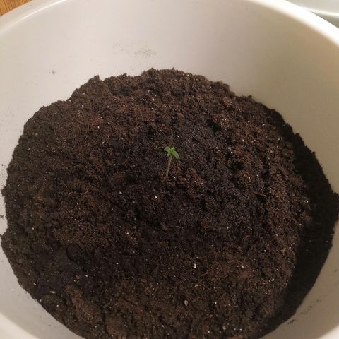 Auto White Widow #1 growlog timeline photo