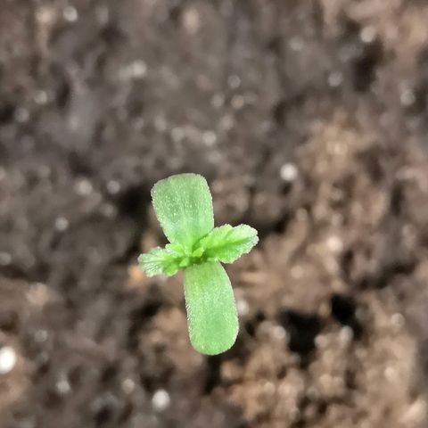 Auto White Widow #1 growlog timeline photo