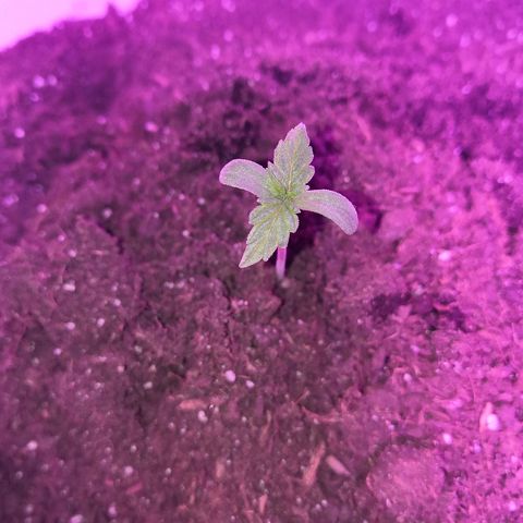 Auto White Widow #1 growlog timeline photo