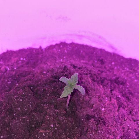 Auto White Widow #1 growlog timeline photo