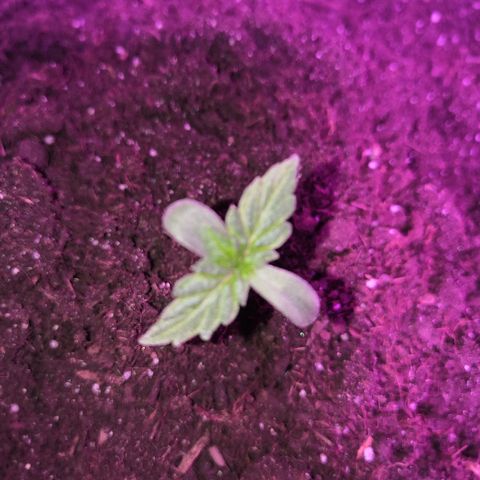 Auto White Widow #1 growlog timeline photo