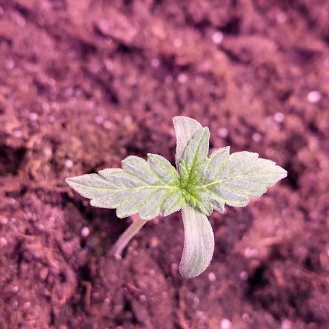 Auto White Widow #1 growlog timeline photo