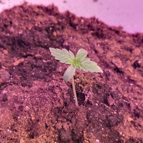 Auto White Widow #1 growlog timeline photo