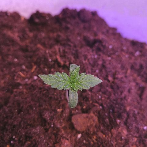 Auto White Widow #1 growlog timeline photo