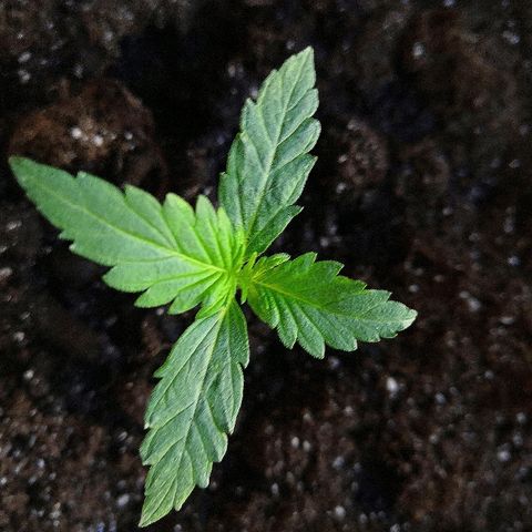 Auto White Widow #1 growlog timeline photo