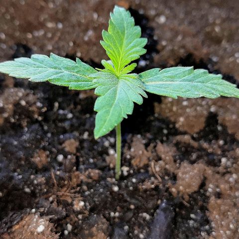 Auto White Widow #1 growlog timeline photo