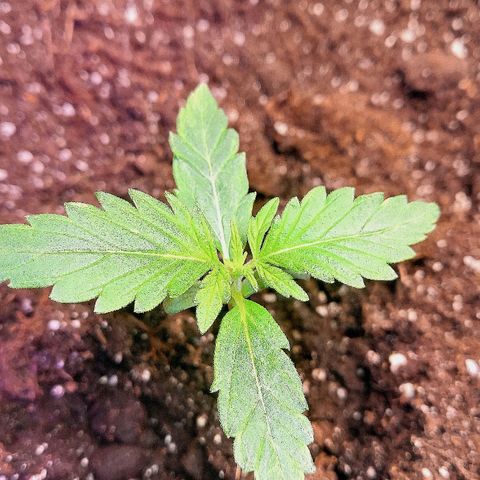 Auto White Widow #1 growlog timeline photo
