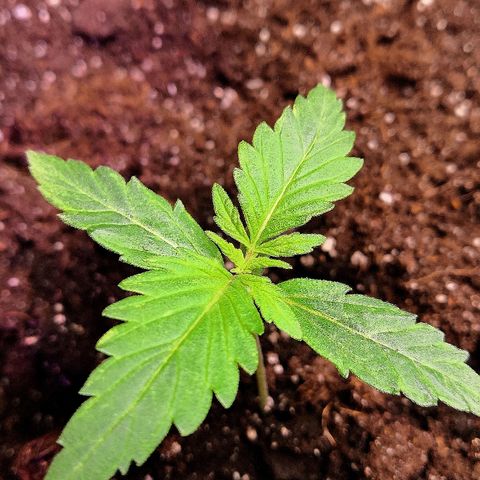 Auto White Widow #1 growlog timeline photo