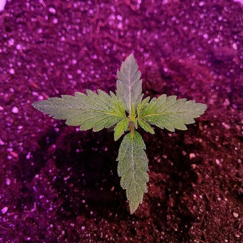 Auto White Widow #1 growlog timeline photo