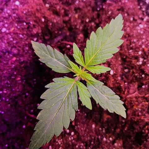Auto White Widow #1 growlog timeline photo