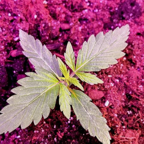 Auto White Widow #1 growlog timeline photo
