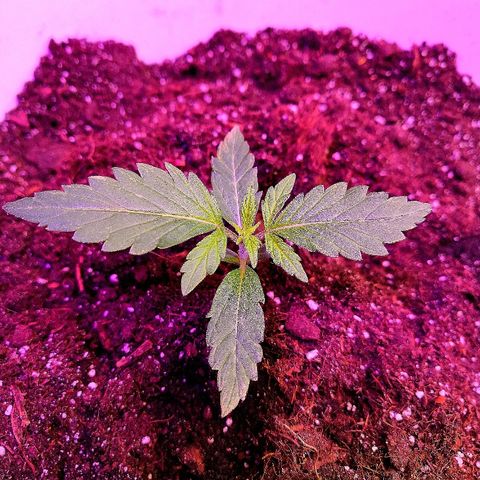 Auto White Widow #1 growlog timeline photo