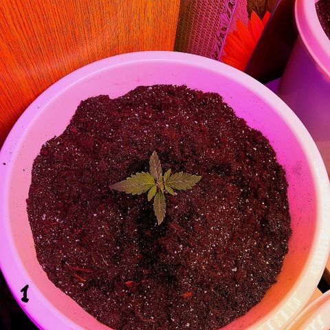 Auto White Widow #1 growlog timeline photo